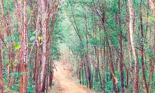 അക്കേഷ്യ മരങ്ങൾ വെട്ടിമാറ്റാൻ നടപടി