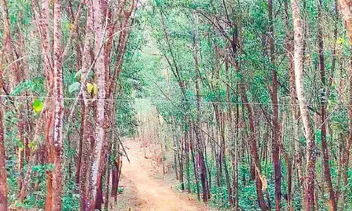 അക്കേഷ്യ മരങ്ങൾ വെട്ടിമാറ്റാൻ നടപടി