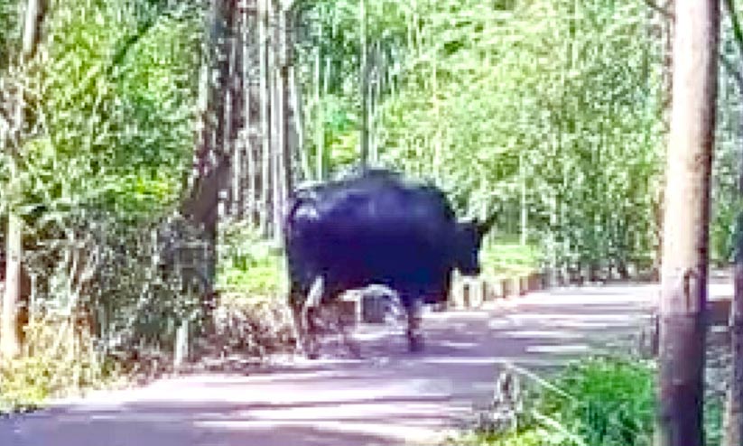 കാടിറങ്ങി കാട്ടുപോത്തുകളും; വയോധികൻ കൊല്ലപ്പെട്ടത് ഭീതി വർധിപ്പിച്ചു കാടിറങ്ങി കാട്ടുപോത്തുകളും; വയോധികൻ കൊല്ലപ്പെട്ടത് ഭീതി വർധിപ്പിച്ചു