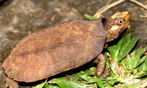 Cochin Cane turtle