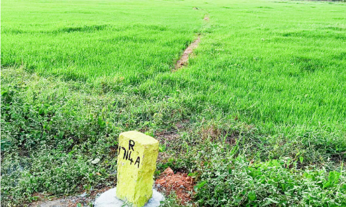 Silver Line will eliminate paddy