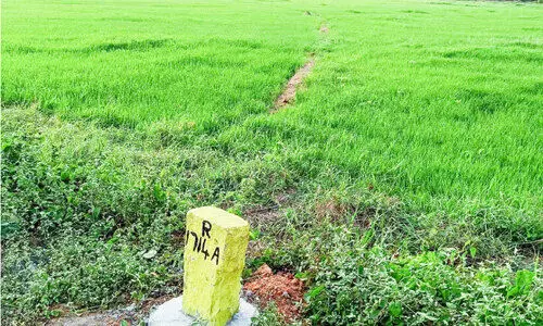 Silver Line will eliminate paddy