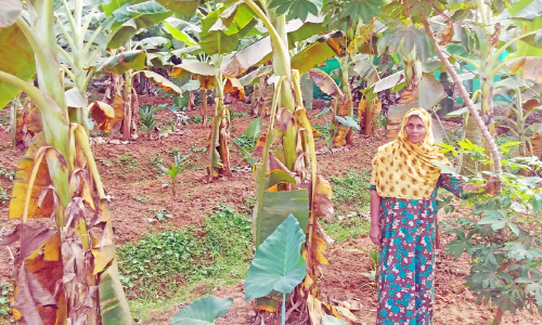 ഇന്ന് ലോക വനിതാദിനം; ഖദീജ ഉമ്മയുടെ ഖൽബിലാണ് കൃഷി