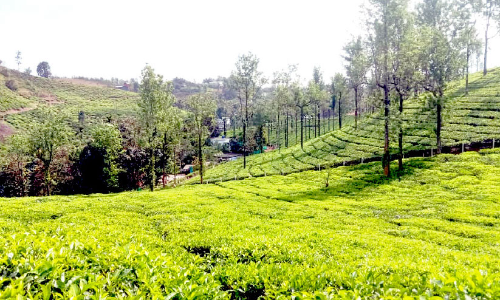 യുദ്ധം തോട്ടം വ്യവസായത്തെ പ്രതികൂലമായി ബാധിക്കുന്നു