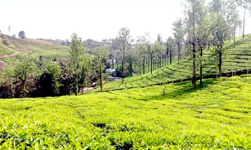 യുദ്ധം തോട്ടം വ്യവസായത്തെ പ്രതികൂലമായി ബാധിക്കുന്നു