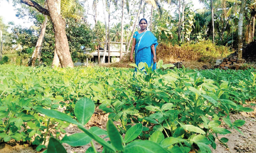 ശോഭിക: മണ്ണിൽ പൊന്നുവിളയിച്ച് ജീവിതം ശോഭനമാക്കിയവൾ