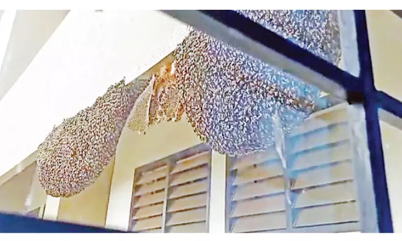 താലൂക്കാശുപത്രിയിൽ തേനീച്ചക്കൂടുകൾ; രോഗികൾ ഭീതിയിൽ താലൂക്കാശുപത്രിയിൽ തേനീച്ചക്കൂടുകൾ; രോഗികൾ ഭീതിയിൽ