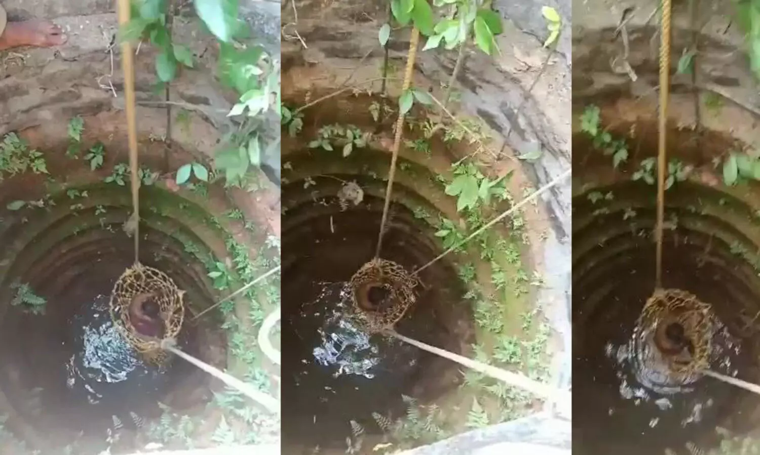 കോഴിയെ രക്ഷിക്കാൻ കിണറ്റിലിറങ്ങി​; തിരികെ കയറാൻ അഗ്നിരക്ഷാ സേനയെ വിളിക്കേണ്ടി വന്നു