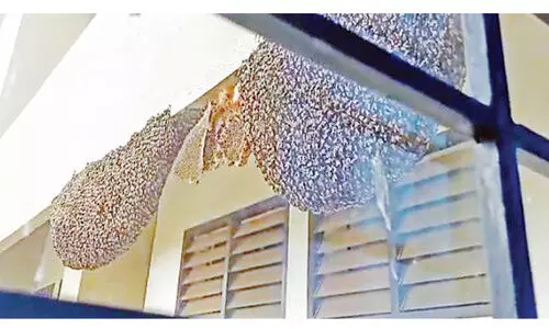 താ​ലൂ​ക്കാ​ശു​പ​ത്രി​യി​ൽ തേ​നീ​ച്ച​ക്കൂ​ടു​ക​ൾ; രോ​ഗി​ക​ൾ ഭീ​തി​യി​ൽ