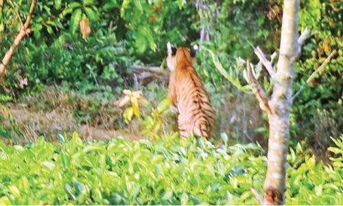 ജനവാസമേഖലയിൽ കടുവ; തുരത്തൽ ദൗത്യം പരാജയം