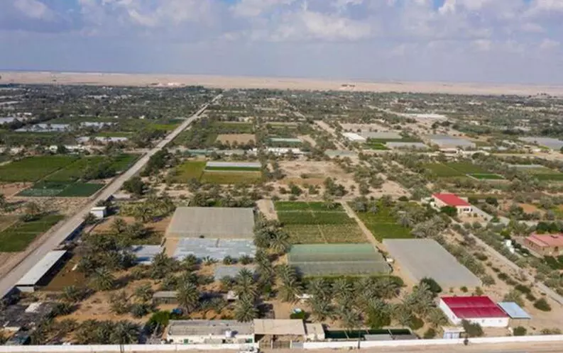 കാലി-കാര്‍ഷിക മേഖലയില്‍ അബൂദബിയുടെ കുതിപ്പ്