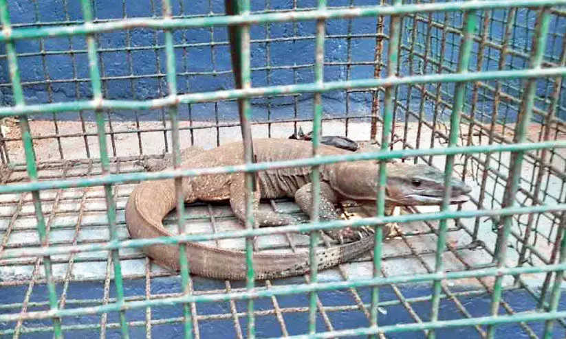 പിലാച്ചോലയിൽ കോഴിക്കൂട്ടിൽ നിന്ന് ഉടുമ്പിനെ പിടികൂടി