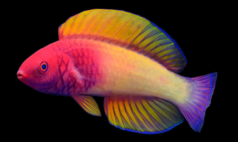 Cirrhilabrus finifenmaa Cirrhilabrus finifenmaa