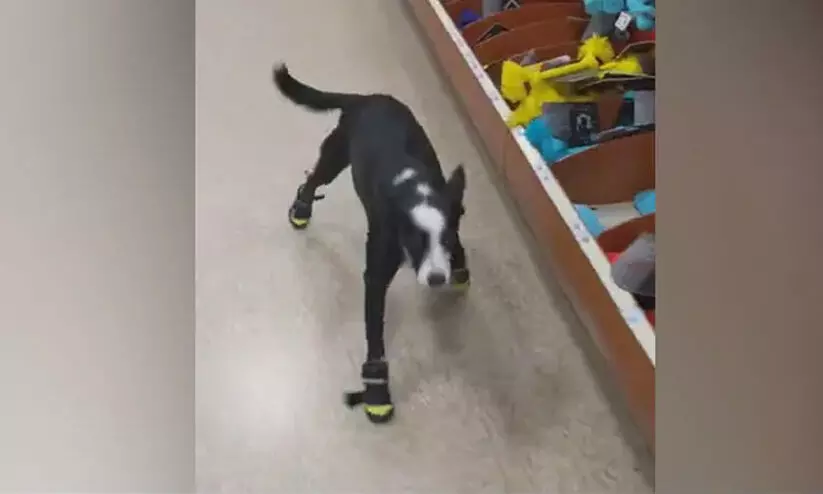 Dog wearing shoes
