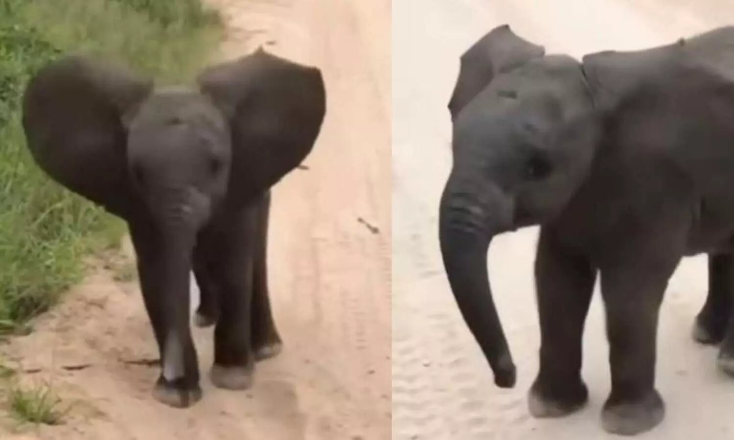 viral elephant