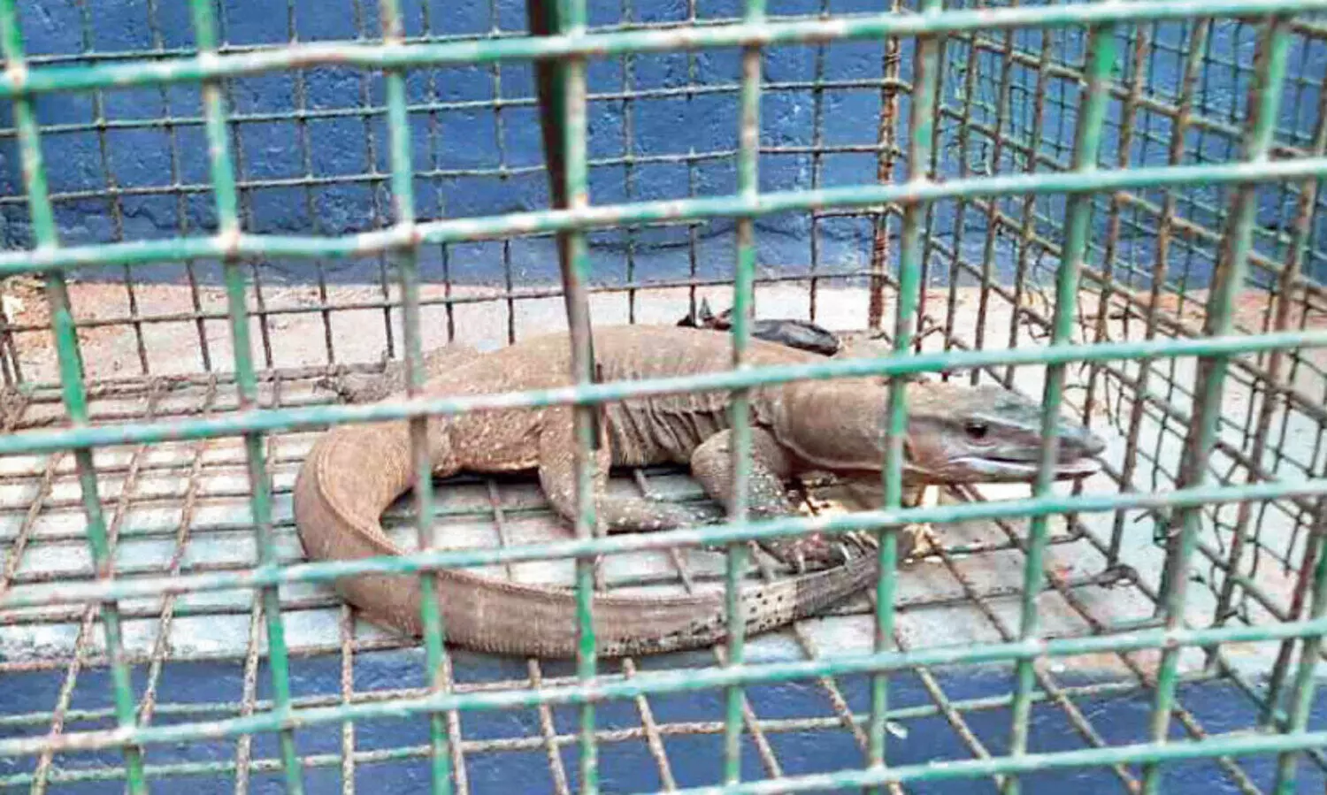 പിലാച്ചോലയിൽ കോഴിക്കൂട്ടിൽ നിന്ന് ഉടുമ്പിനെ പിടികൂടി