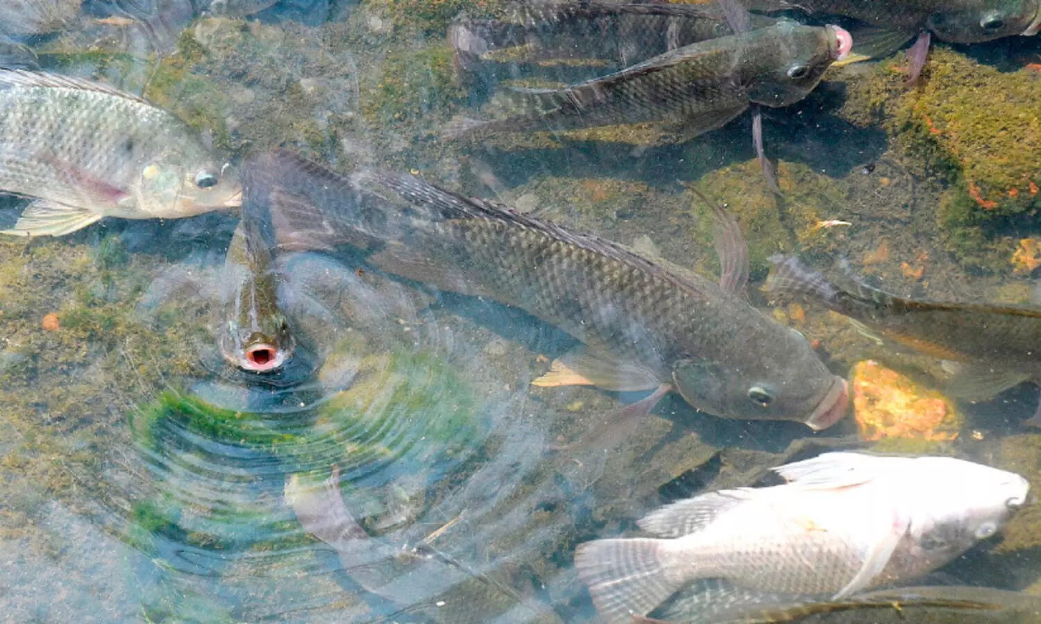 തോട്ടിൽ 125 കി​​ലോ​യോ​ളം മീനുകൾ ചത്തുപൊന്തി; പ​രി​ശോ​ധ​ന ഫ​ലം വ​രു​ന്ന​തു​വ​രെ വെള്ളത്തിൽ ഇ​റ​ങ്ങ​രു​തെ​ന്ന്​ നി​ർ​ദേ​ശം