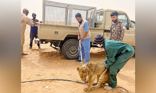 റിയാദിൽ സിംഹത്തിന് വാഹനമിടിച്ച് പരിക്ക്
