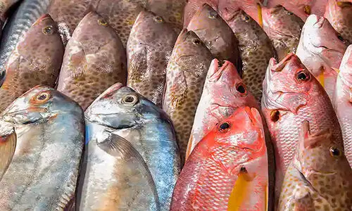 മീനിലെ മായം: സംസ്ഥാനത്ത് ഭക്ഷ്യസുരക്ഷ പരിശോധന ശക്തമാക്കുന്നു