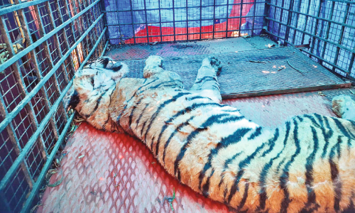 കടുവ വലയിൽ; കല്ലിയോടിന് ആശ്വാസം, സമാധാനമായി ഉറങ്ങാം