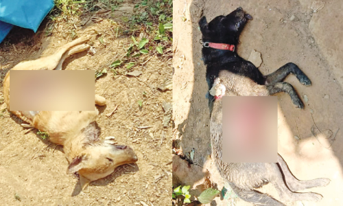 ര​ണ്ട് വ​ള​ർ​ത്തു​നാ​യ്ക്ക​ളെ രാ​ത്രി പു​ലി ക​ടി​ച്ചു​കൊ​ന്നു; മേ​ലെ അ​ര​പ്പ​റ്റ​യി​ലെ കു​ടും​ബ​ങ്ങ​ൾ ഭീതിയിൽ