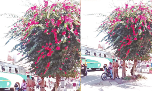 ക​ടു​ത്ത വെ​യി​ലും ചൂ​ടും; ബ​ത്തേ​രി​ക്ക് ത​ണ​ലൊ​രു​ക്കി ബോ​ഗ​ൻ​വി​ല്ല