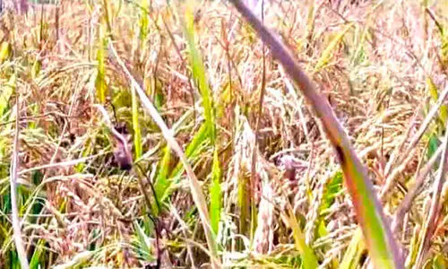 കതിരണിഞ്ഞ് പാടങ്ങൾ, കൊയ്‌തെടുക്കാൻ ആളില്ല