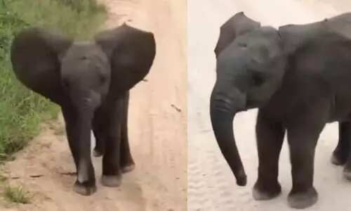 viral elephant