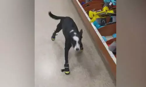 Dog wearing shoes