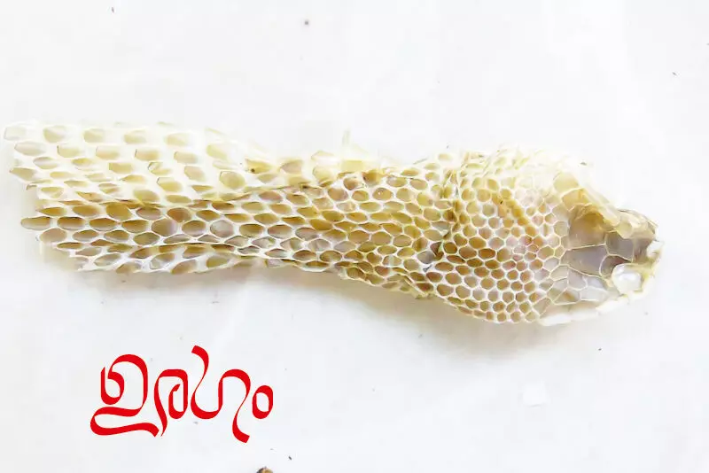 ഉരഗം -കവിത