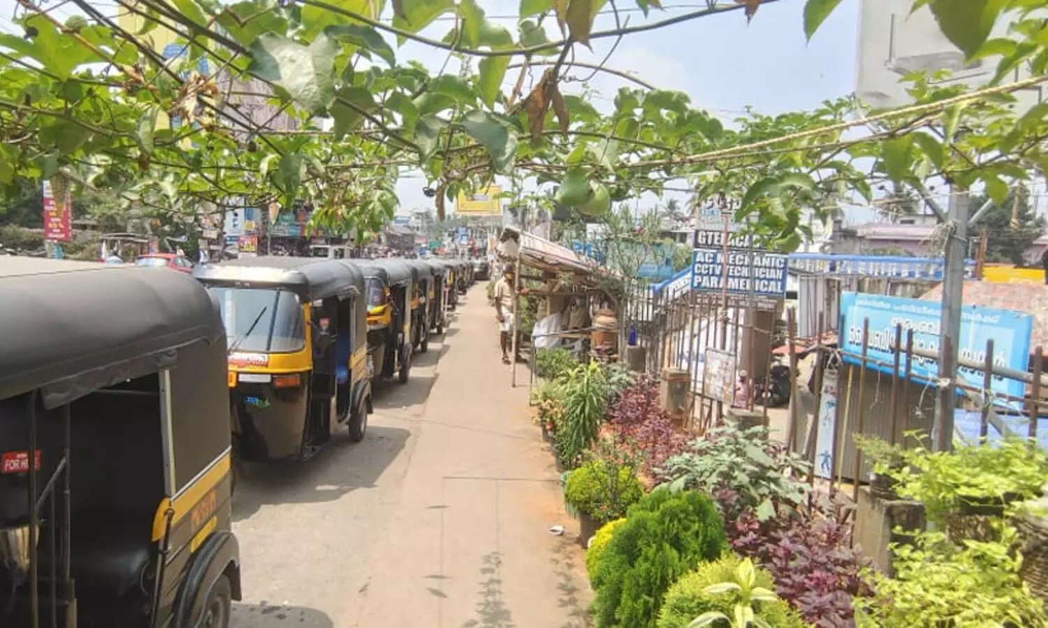 സ്റ്റാൻഡിൽ പൂന്തോട്ടവും പച്ചക്കറി കൃഷിയും; നെയ്യാറ്റിന്‍കരയിലെ ഈ ഓട്ടോ ഡ്രൈവർമാർ പൊളിയാട്ടോ...