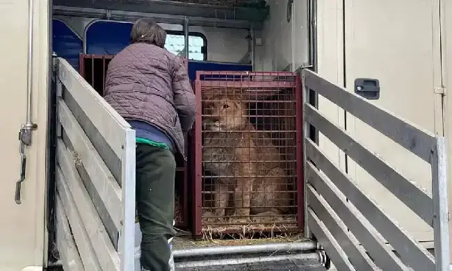 റഷ്യൻ അധിനിവേശം; അയൽരാജ്യങ്ങളിലേക്ക് അഭയാർഥികളായി യുക്രെയ്ൻ സിംഹങ്ങളും