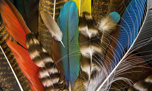 feathers