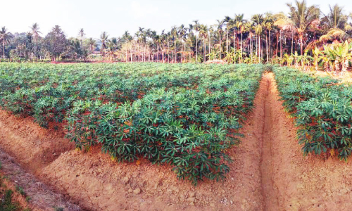 മരിച്ചീനിയിൽനിന്ന് മൂല്യവർധിത ഉൽപന്നങ്ങൾ;  പ്രതീക്ഷയോടെ കിഴക്കൻ മേഖല