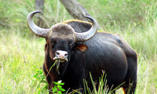 Wild buffalo