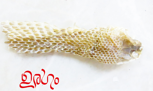 ഉരഗം -കവിത