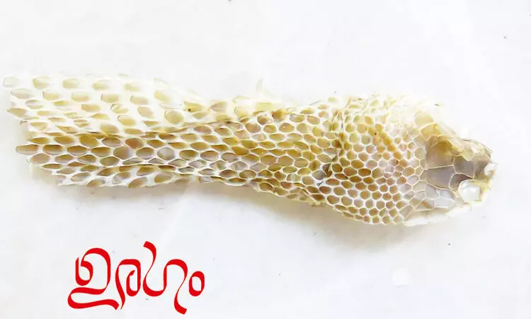 ഉരഗം -കവിത