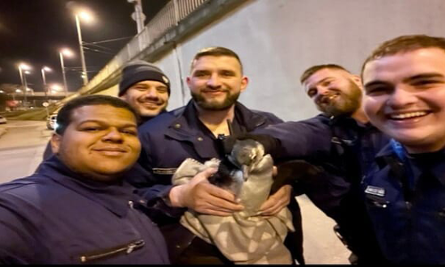 മൃഗശാലയിൽ നിന്നുള്ള ഒളിച്ചോട്ടത്തിനിടെ പൊലീസ് പിടികൂടി; തരംഗമായി സൻയിക എന്ന പെൻഗ്വിൻ