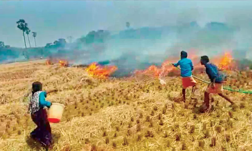 30 acres of paddy field was burnt