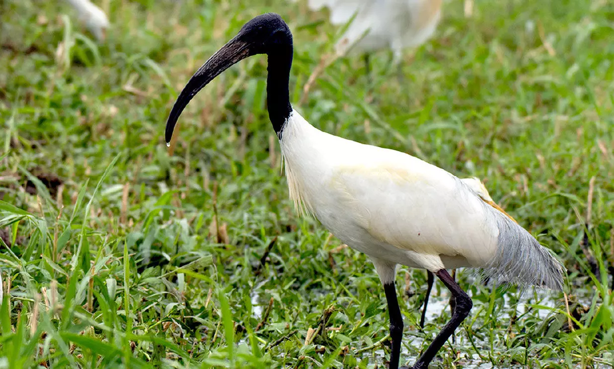Black-headed ibis