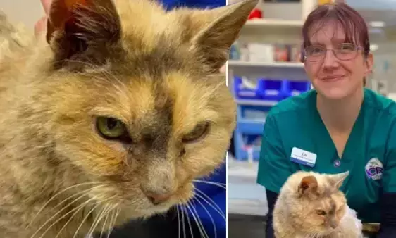 17 വർഷങ്ങൾക്ക് മുമ്പ് കാണാതായ പൂച്ചയെ കണ്ടെത്തി; മൈക്രോ ചിപ്പിന് നന്ദി പറഞ്ഞ് യുവതി 17 വർഷങ്ങൾക്ക് മുമ്പ് കാണാതായ പൂച്ചയെ കണ്ടെത്തി; മൈക്രോ ചിപ്പിന് നന്ദി പറഞ്ഞ് യുവതി