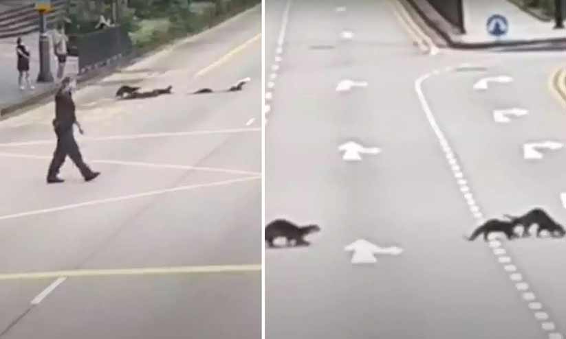 വരി വരിയായി റോഡ് മുറിച്ചു കടക്കുന്ന നീർനായക്കൂട്ടം; സഹായവുമായി ട്രാഫിക് പൊലീസ്, വിഡിയോ വൈറൽ വരി വരിയായി റോഡ് മുറിച്ചു കടക്കുന്ന നീർനായക്കൂട്ടം; സഹായവുമായി ട്രാഫിക് പൊലീസ്, വിഡിയോ വൈറൽ