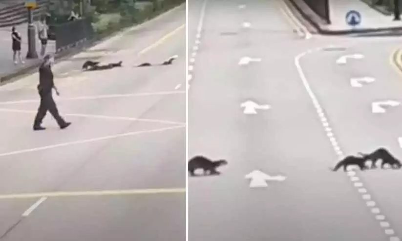 വരി വരിയായി റോഡ് മുറിച്ചു കടക്കുന്ന നീർനായക്കൂട്ടം; സഹായവുമായി ട്രാഫിക് പൊലീസ്, വിഡിയോ വൈറൽ വരി വരിയായി റോഡ് മുറിച്ചു കടക്കുന്ന നീർനായക്കൂട്ടം; സഹായവുമായി ട്രാഫിക് പൊലീസ്, വിഡിയോ വൈറൽ