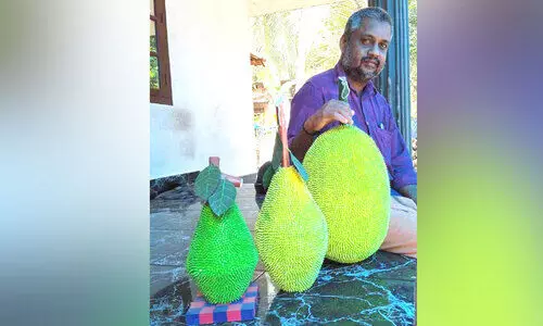 സനിലിന്റെ കരവിരുതിൽ ചക്കയും വിളയും