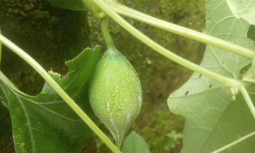 കര്‍ഷകന് കൈത്താങ്ങായി; കാട്ടുപടവലം,   കിലോക്ക് 175 രൂപ
