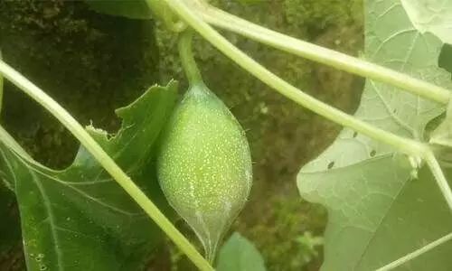 കര്ഷകന് കൈത്താങ്ങായി; കാട്ടുപടവലം, കിലോക്ക് 175 രൂപ കര്ഷകന് കൈത്താങ്ങായി; കാട്ടുപടവലം, കിലോക്ക് 175 രൂപ