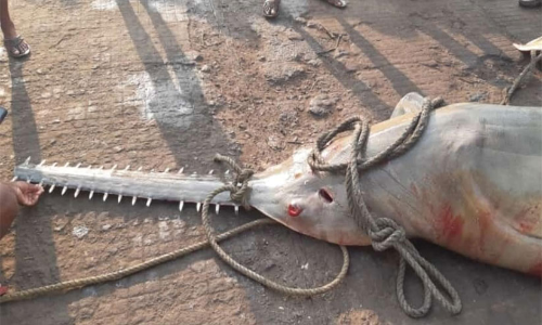 Sawfish caught