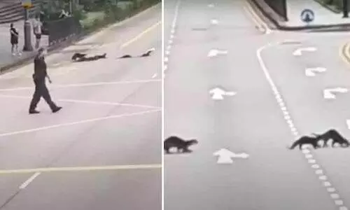 വരി വരിയായി റോഡ് മുറിച്ചു കടക്കുന്ന നീർനായക്കൂട്ടം; സഹായവുമായി ട്രാഫിക് പൊലീസ്, വിഡിയോ വൈറൽ