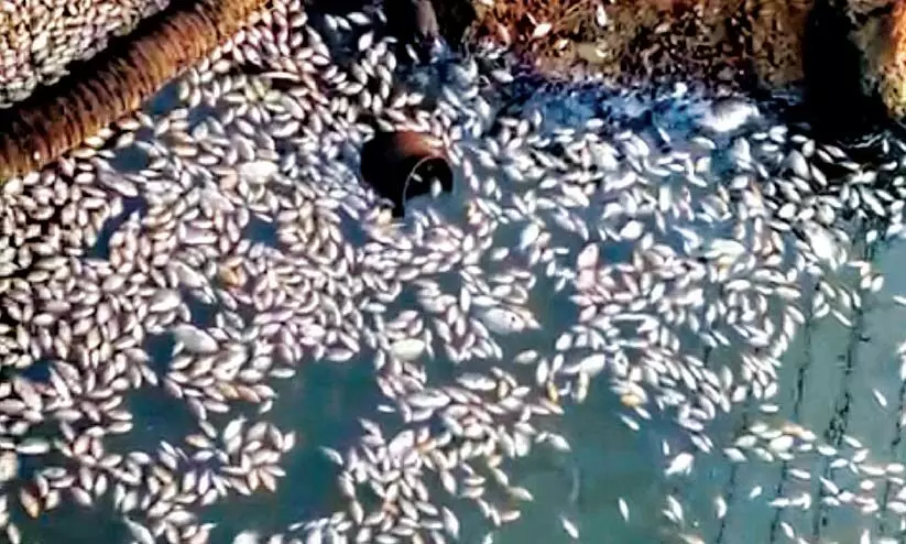ചെറിയചാൽ പുഴയിൽ മീനുകൾ കൂട്ടത്തോടെ ചത്തുപൊങ്ങി