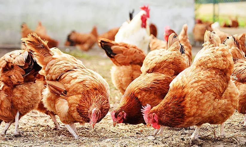 Poultry prices Poultry prices